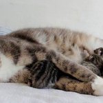 단란하고 행복한 냥이 <b>대가족</b>