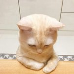 [댓글부탁해] <b>야옹</b>이 치즈돈가스먹고싶다