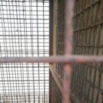 [강아지] 밀양보호소 12마리 천사들에게 희망을 실어주세요