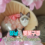 [고양이] 벚꽃이 만개 했어요~