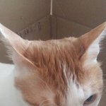 나만고양이보면