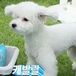 [댓글부탁해] 챔피온 후드 <b>사이즈</b>말이야