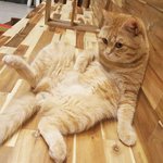 [고양이] 사진좀 찍을 줄 아는 냥이