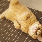 [고양이] 사진좀찍을줄 아는 냥이 <b>치즈</b>