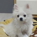 [강아지] 샆에서 진열장에 진열된채 가족을 기다리던 폼<b>피츠</b>