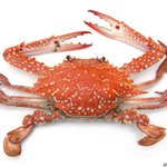 [댓글부탁해] 기원 <b>전후</b> 인류 이동 <b>과정</b>