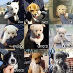 [강아지] 안쓰는 패드 캔 좀 보내주세요