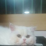 [EXO] 냐오오오<b>오아</b> ㅇㅅㅇ