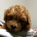 [<b>내사</b>랑단지] 단지귀여울뿐><