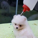 [EXO] 야 강아지이름 <b>지어</b>달라는 아인데 코가 하트고