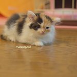 [유봉이네] 고양이의 역변