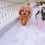 [강아지] 울학교 기엽<b>둥이들</b>