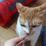 나의 동거묘 <b>도칠</b>이 먹방과 사진 대방출