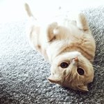 [뚜엘하몽] <b>미묘</b>고양이 하몽이와 뚜엘!! 10