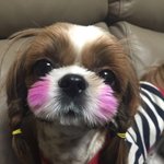 울집아가들 소주와 <b>이슬</b>이예요~~