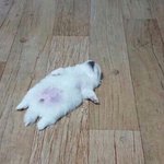 [댓글부탁해] 하트썬구리 어때?