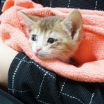 [고양이] 우리집 <b>천사</b> 엔젤이 2탄!