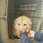 [강아지] 마린이의 두다리가 되어 주세요