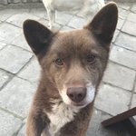 [강아지] <b>역변</b>한 우리 곰돌이 6탄