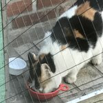 길고양이 <b>사료</b>주기