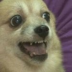 [EXO] 엑소 망한지가 언젠데요~