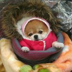 [EXO] <b>잠시</b> 귀여운 댕댕이 보고 가라