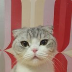 [고양이] 등장 ! 스코티쉬폴드 마루!