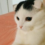 [고양이] 성격 더러워도 사랑해