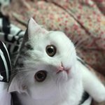 [고양이] <b>로로</b> 일상 파파라치 16탄