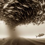 금<b>손들</b>이 찍어낸 작품 사진들