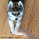 빠져들 수 밖에 없는 '폼<b>스키</b>'