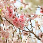 [댓글부탁해] 얘들아 내 짝남은 <b>bl</b> 판다^^