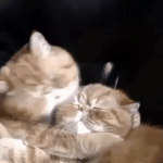 무승 절<b>이얌</b>