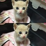 [고양이] 우리집 <b>천사</b>..는 아니고 귀여운 악동 밤이에요!