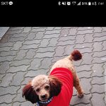 [강아지] <b>보리</b>야 안녕..