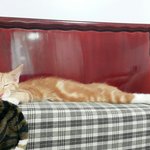 [고양이] 두냥이 구경하고 가세요!