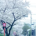 [드루와] 일본 가보고싶은데