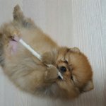 [강아지] 요 궁<b>뎅이</b>좀 보세요ㅎㅎ