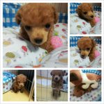 3살 푸들 <b>분양</b>합니다...