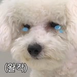 과거의 나 개때리고싶다...