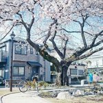 [댓글부탁해] <b>페리</b>페라 핑크쿠션 어떰