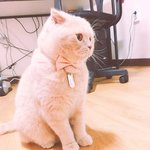 [고양이] 저희 호두에요~ 전팔불출 <b>집사</b>....