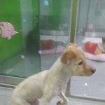 [강아지] 밀양보호소 장애견 마린이