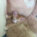 [고양이] <b>모세</b>네집 아이언냥님03