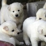 [드루와] <b>쇄골</b> 민감? 아픈? 간지러움? 애들 있어?