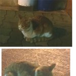 고양이주인을찾습니다(서울 서초구 우면동)