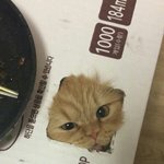 [댓글부탁해] 155 37이면 얼마나마른거임
