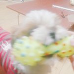 [강아지] <b>자궁</b>이 없는데 생리를 한대요