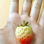 딸기가 <b>투톤</b>임