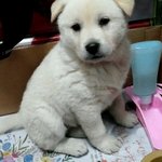 [드루와] 귀엽지